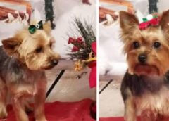 Dog Returns from Groomer Acting Strange—Then Family Realizes the Shocking Truth