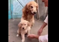 Protective Dad Dog Steps In When Puppy Tries to Shake Hands