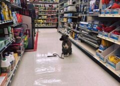 I FOUND A DOG SITTING ALONE IN THE HARDWARE AISLE—AND HER TAG SAID JUST ONE WORD