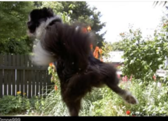 Dog Vs. Drone: A Jerk Neighbor Learns An Expensive Lesson About Teasing Animals With A Flying Robot